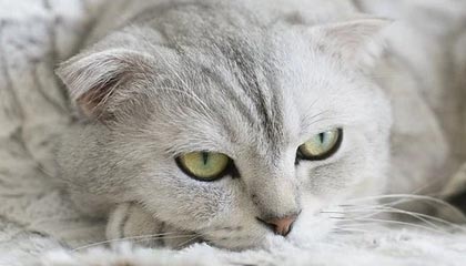 重庆最新的高价医保个人账户余额微信查询方法分享(重庆医保查询个人账户明细怎么查微信教程)