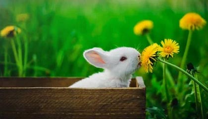 重庆最新的高价医保卡惠民保险代扣怎么取消掉了方法分享(重庆惠民医保怎么报销教程)